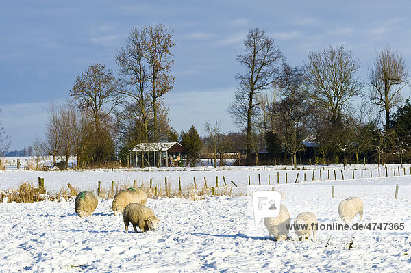 Sheep grazing in snow  Amersfoort  Netherlands  Europe