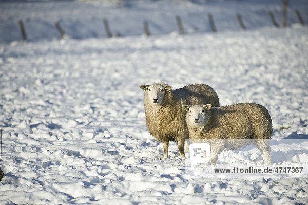 Schafe im Schnee in Amersfoort Niederlande Europa