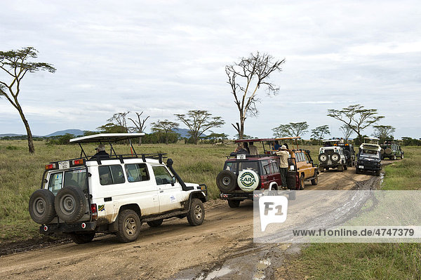 Traffic jam caused by visitors watching a leopard at the Serengeti national park  UNESCO World Heritage Site  Tanzania  Africa