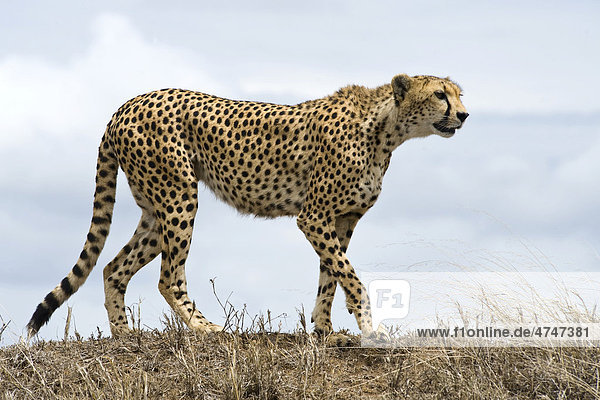 Gepardin (Acinonyx jubatus) hält Ausschau nach Beutetieren Simba Kopjes Serengeti-Nationalpark UNESCO Weltnaturerbe Tansania Afrika
