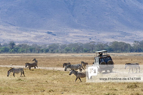 Tourists watching zebras (Equus burchelli) from their vehicle  Ngorongoro Crater  Serengeti national park  UNESCO World Heritage Site  Tanzania  Africa