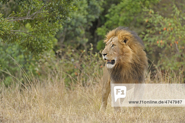 Löwe (Panthera leo)  Männchen  Masai Mara  Kenia  Afrika