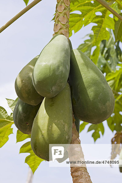 Papaya  Baummelone (Carica papaya)  Insel Phu Quoc  Vietnam  Südostasien