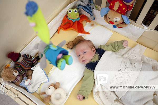 Baby boy  2 months  lying in his crib  surrounded by numerous stuffed animals  and observing a hanging mobile  Germany  Europe