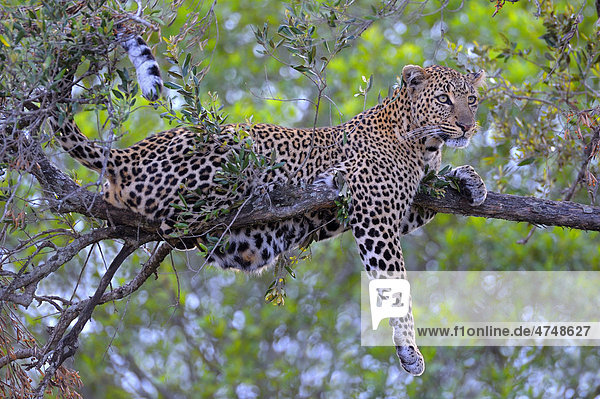 Leopard (Panthera pardus)  ruhendes Weibchen  Masai Mara National Reserve  Kenia  Ostafrika  Afrika