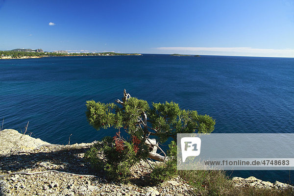 Wacholderbusch vor ruhigem Meer  typischer mediterraner Wald  Ibiza  Spanien  Europa