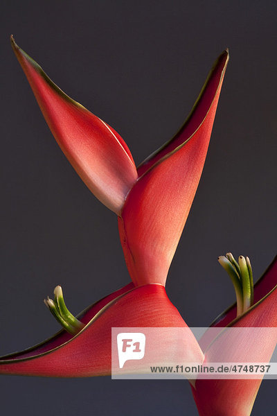 Strelitzia (Strelitzia)  flower