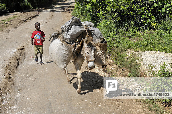 Boy guiding a donkey  Petit Goave  Haiti  Caribbean  Central America