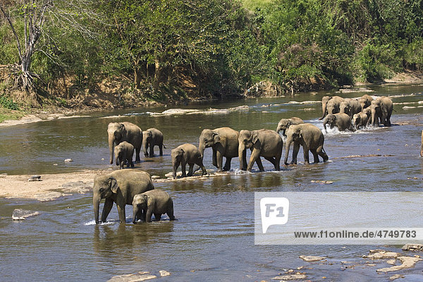 Asiatische oder Indische Elefanten (Elephas maximus)  Sri Lanka  Südasien