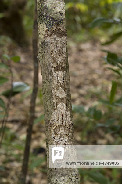 Blattschwanzgecko oder Plattschwanzgecko (Uroplatus sikorae)  gut getarnt  endemisch  Nosy Mangabe  Madagaskar  Afrika
