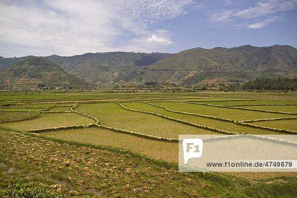 Reisfelder  Madagaskar  Afrika