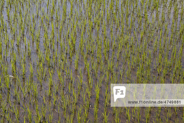 Junge Reispflanzen im Reisfeld