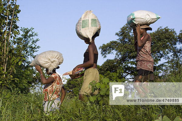 Einheimische Frauen auf dem Weg zum Markt mit Säcken auf dem Kopf  Madagaskar  Afrika