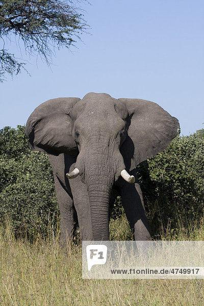 Afrikanischer Elefant (Loxodonta africana)  Männchen