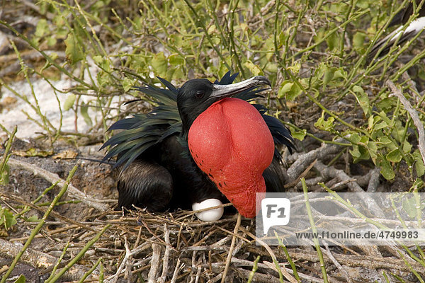 Bindenfregattvogel (Fregata minor)  Männchen im Prachtkleid mit rotem Kehlsack  auf Nest mit Ei