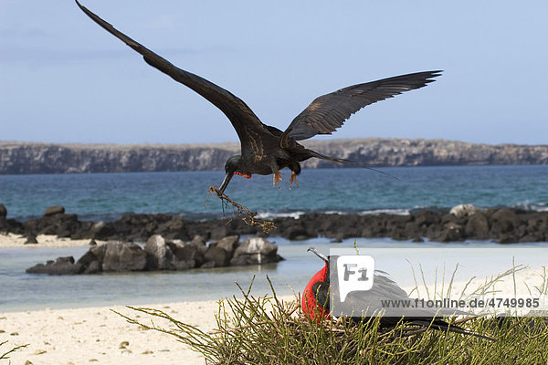 Bindenfregattvogel (Fregata minor)  Männchen beim Stehlen von Nistmaterial  Insel Genovesa  Galapagos-Inseln