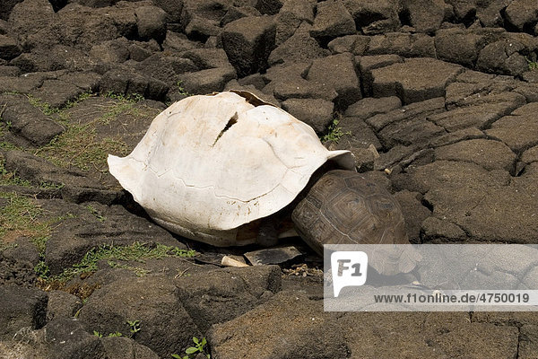 Gal·pagos-Riesenschildkröte (Chelonoidis nigra) deckt ihren Mineralienstoffbedarf durch Nagen am Panzer einer größeren Schildkröte  San Cristobal  Gal·pagos-Inseln  Ecuador