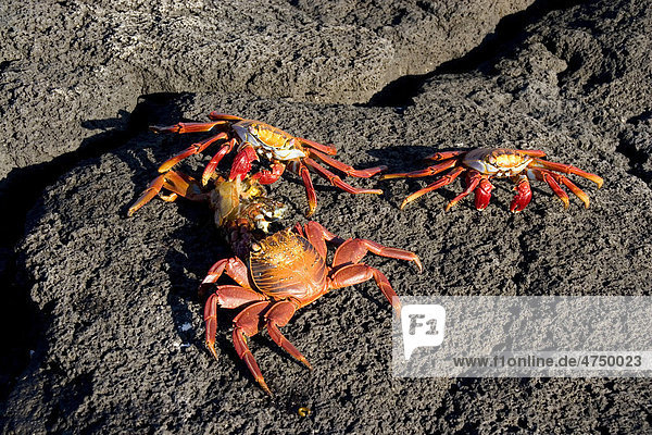 Drei Rote Klippenkrabben (Grapsus grapsus) fressen eine tote Krabbe  Gal·pagos-Inseln  Ecuador