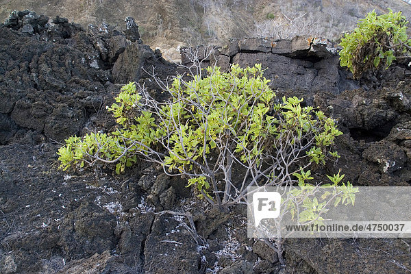 Scalesia divisa  wächst auf vulkanischem Lavagestein in einer Bucht  San Cristobal  Gal·pagos-Inseln