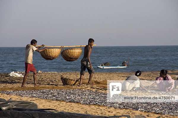 Fischer tragen Fische in Körben während Frauen gefangene Fische zum Trocknen auslegen  Negombo  Sri Lanka  Südasien