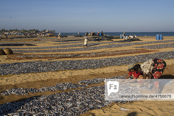 Fish catch being spread to dry  Negombo  Sri Lanka  South Asia