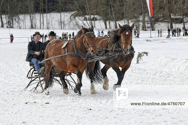 Pferdeschlittenrennen für Oberländer Zweispänner in Parsberg  Oberbayern  Bayern  Deutschland  Europa