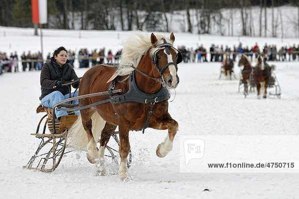 Traberschaufahren beim Pferdeschlittenrennen in Parsberg  Oberbayern  Bayern  Deutschland  Europa