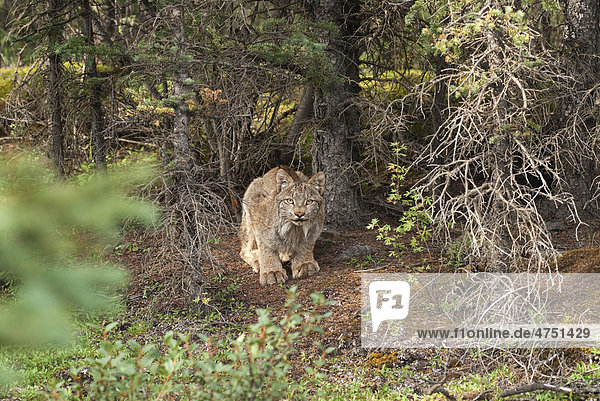 An adult Lynx crouches at base of spruce tree near Teklanika Campground in Denali National Park and Preserve  Interior Alaska  Summer