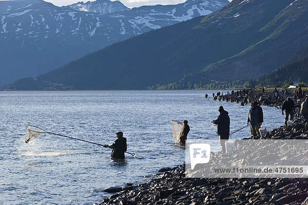 Crowds of dipnetters line the shores of the Turnagain Arm fishing for Hooligan (Eulachon)  Southcentral Alaska  Spring