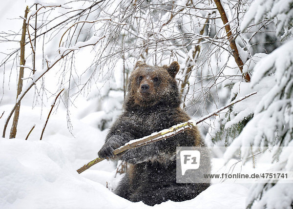 Europäischer Braunbär (Ursus arctos)  Jungtier spielt mit Baum im Schnee