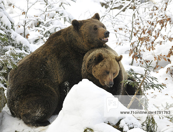 Europäischer Braunbär (Ursus arctos) schmust mit Partnerin im Schnee