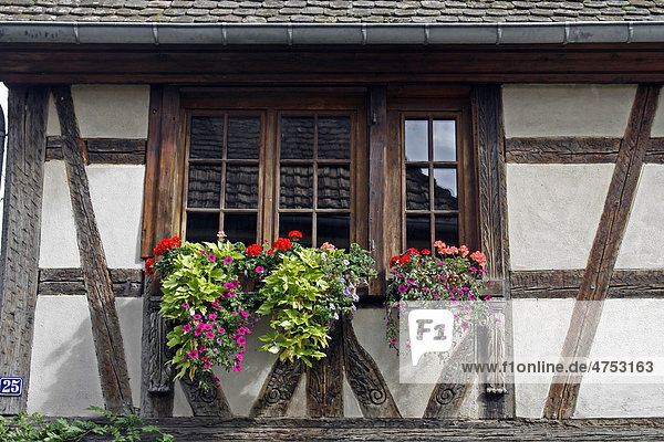 Fenster mit Blumen  Fachwerkhaus  Boersch  Elsässer Weinstraße  Frankreich  Europa