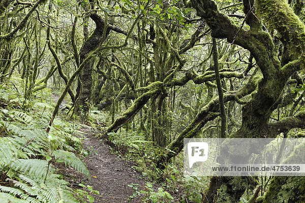 Waldweg im Lorbeerwald  Nationalpark Garajonay  La Gomera  Kanaren  Spanien  Europa Insel La Gomera Garajonay Nationalpark