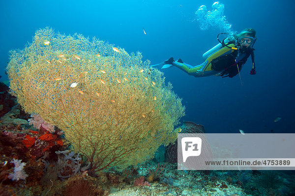 Taucher im Korallenriff  Padre Burgos  Southern Leyte  Philippinen  Asien