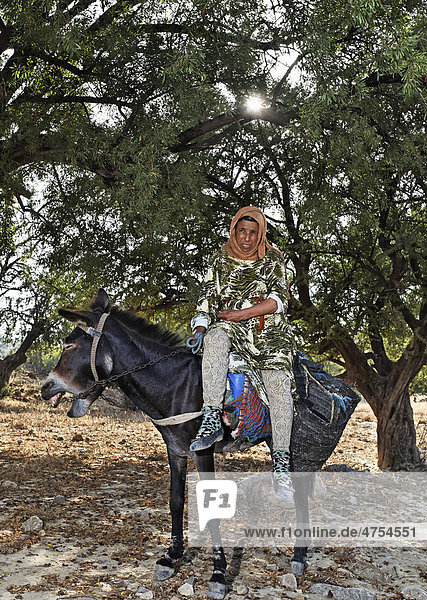 Zwischen Arganbäumen (Argania spinosa) hat eine Berberin Argannüsse für die Herstellung von Arganöl aufgesammelt und bringt diese mit ihrem Esel nun nach Hause  bei Essaouira  Marokko  Afrika