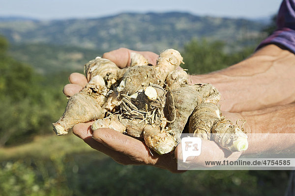 Im Grenzgebiet von Toskana und Apennin werden Schwertlilien (Iris germanica) für die Herstellung von Naturkosmetik angebaut  hier die frisch geernteten Rhizome  Wurzelknollen  in den Händen des Anbauers  Italien  Europa