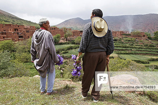 Residents of Hlaout village inspecting and picking German Irises (Iris germanica) in the terraced fields belonging to the village cooperative  organic growth of crops for natural cosmetics in Europe  Ait Inzel Gebel region  Atlas Mountains  Morocco  Africa