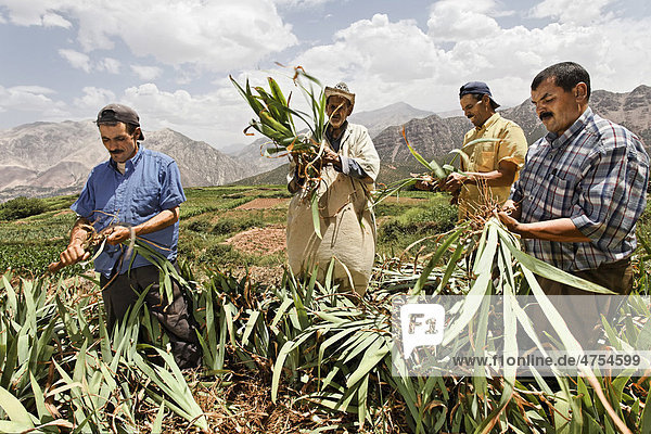 A group of male residents of the village of Iwasoudane harvesting the rhizomes of organically grown Irises (Iris germanica) with sickles on terraced fields for natural cosmetics in Europe  Ait Inzel Gebel Region  Atlas Mountains  Morocco  Africa