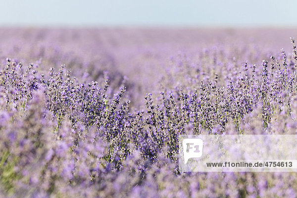 Feld mit biologisch angebautem  blühendem Lavendel (Lavandula)  Moldawien oder Republik Moldau  Südosteuropa