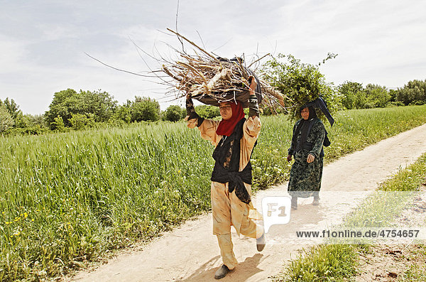 Zwei Frauen tragen gesammeltes Brennholz auf ihren Köpfen durch die Felder einer Oase  in der die Damaszener Wildrose (Rosa damascena) biologisch angebaut wird  Tal der Rosen  VallÈe des Roses  Dades-Tal  Südmarokko  Marokko  Afrika