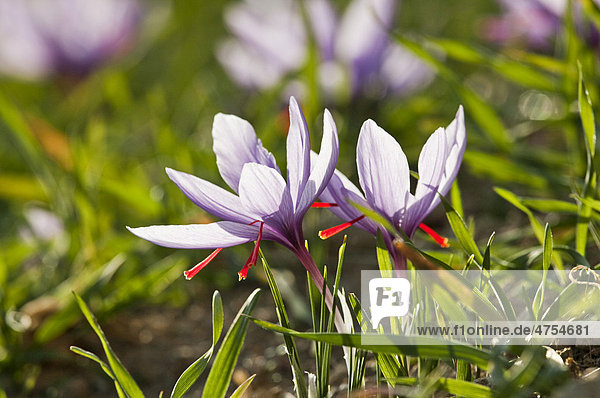 Blühender Safran (Crocus sativus) auf den kleinen Safranfeldern unterhalb der Gemeinde Mund in den Bergen des Kanton Wallis  Schweiz  Europa