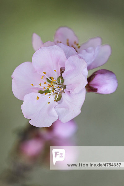 Mandelblüten (Prunus dulcis)
