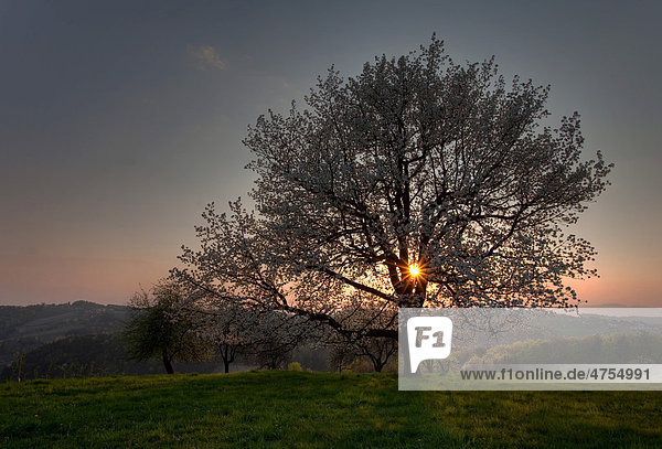 Kirschbaum in voller Blüte bei Sonnenuntergang  Steiermark  Österreich  Europa