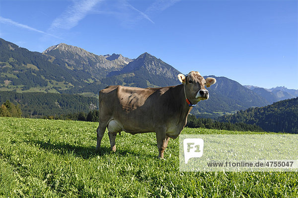 Dairy cow on the pasture  Allgaeu Alps at the back  Fischen  Allgaeu region  Bavaria  Germany  Europe