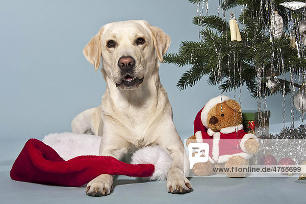 Liegender Labrador neben Teddy und Weihnachtsbaum