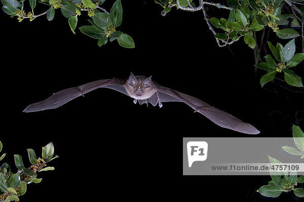 Greater horseshoe bat (Rhinolophus ferrumequinum) in flight  Sardinia island  Italy  Europe