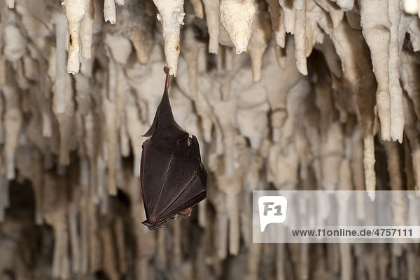 Greater horseshoe bat (Rhinolophus ferrumequinum) hanging on a stalactite in a cave  Sardinia island  Italy  Europe