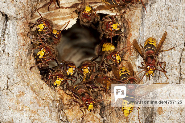 Hornisse (Vespa crabro)  Arbeiterinnen am Nesteingang  Nest in alter Buntspechthöhle  Thüringen  Deutschland  Europa