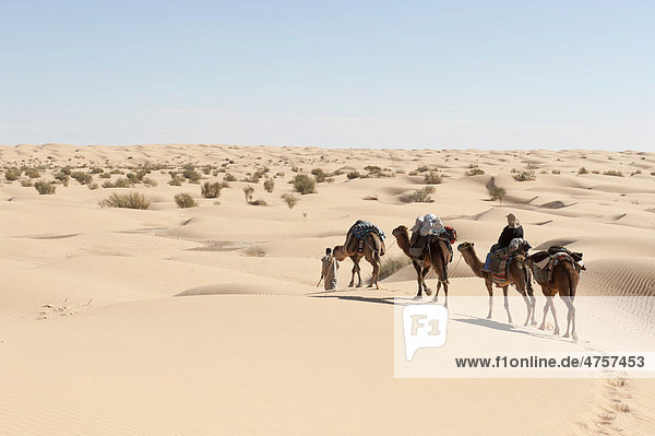 Sanfter nachhaltiger Tourismus  Kameltrekking  Kamele  Dromedare (Camelus dromedarius)  Sanddünen  Wüste Sahara zwischen Douz und Ksar Ghilane  Südtunesien  Tunesien  Maghreb  Nordafrika  Afrika