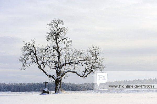 Old tree with wayside cross in winter  Mindelheim  Unterallgaeu  Bavaria  Germany  Europe